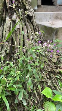 Ageratum conyzoides,billygoatweed,chick weed,goatweed or white weed in outdoor setting with detailed green leaf and soft focus of flower with soft color tone