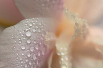 Smoke close-up selective soft focus Flower bud Petal with water Drops. Natural blur cream beige,...