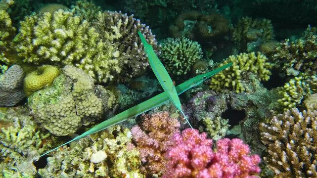 Two elegant Bluespotted Cornetfish Fistularia commersonii gracefully navigate a stunning, colorful coral reef in the clear waters of the Red Sea.