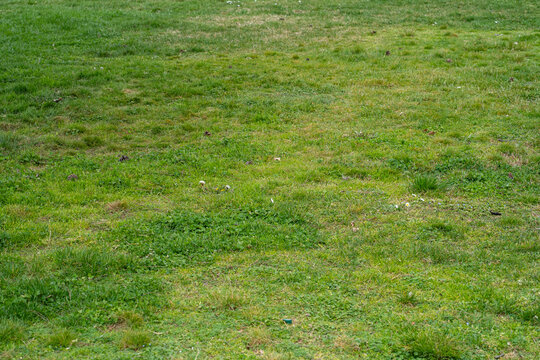 Grass texture background, natural lawn surface with mixed green and dry areas, uneven turf pattern ideal for landscaping, outdoor ground backgrounds, and environmental design projects.