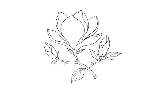 Magnolia branch sketch with buds and leaves hand drawn line work organic nature style illustration.