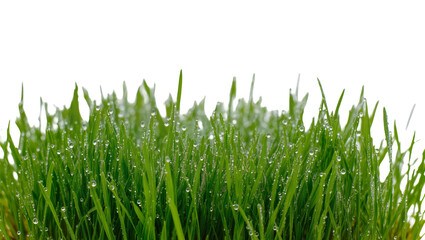 Obraz premium Isolated close up of lush green grass with refreshing water drops and glistening morning dew.