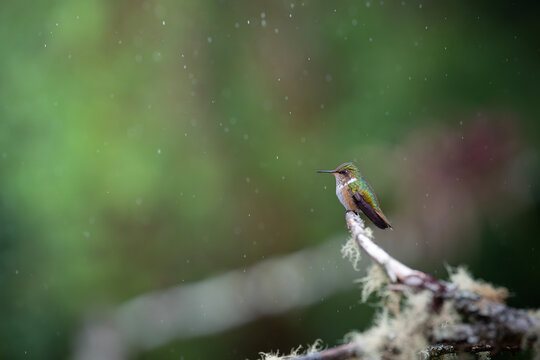 Small Hummingbird Perched on Mossy Branch During Rain in Costa Rica