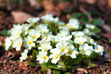 Kwitnące wiosną kwiaty Pierwiosnka © Krzysiek Cegiełka
