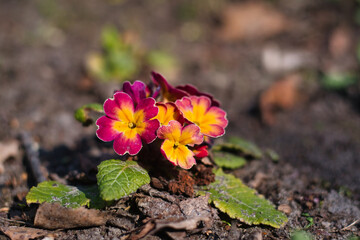 Kwitnące wiosną kwiaty Pierwiosnka © Krzysiek Cegiełka