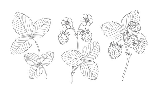 Black and white line of wild strawberry plants with leaves flowers and fruit