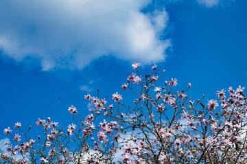 Pąki Magnolii kwitnące na tle błękitnego nieba © Krzysiek Cegiełka