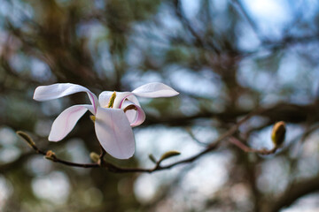 Kwitnący wiosną kwiat Magnolii Loebnera © Krzysiek Cegiełka