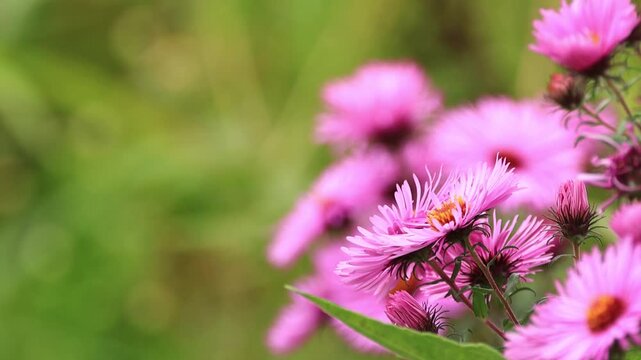 Beautiful violet-orange aster blossoms, orange-pink flower bed, purple blossoms of an autumn aster, a bed with pink blossoms, flowers in utumn, Symphyotrichum, green background, green leaves
