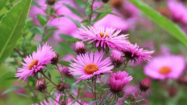 a bed with pink blossoms, flowers in autumn, Symphyotrichum, beautiful violet-orange aster blossoms, orange-pink flower bed, purple blossoms of an autumn aster, green background, green leaves