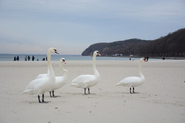 Łabędzie na plaży  © Marek