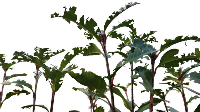 plant leaves that the larvae have eaten