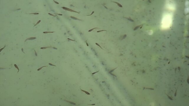 Peces peque&ntilde;os come zancudos