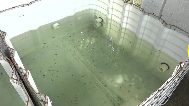 Peces peque&ntilde;os come zancudos