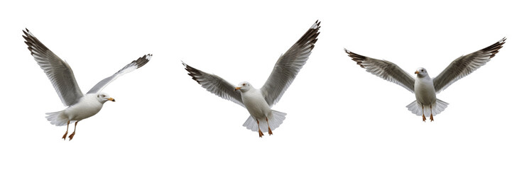 Fototapeta premium Set of Seagulls Flying Isolated on White Background, Mediterranean Gulls in Flight Sequence