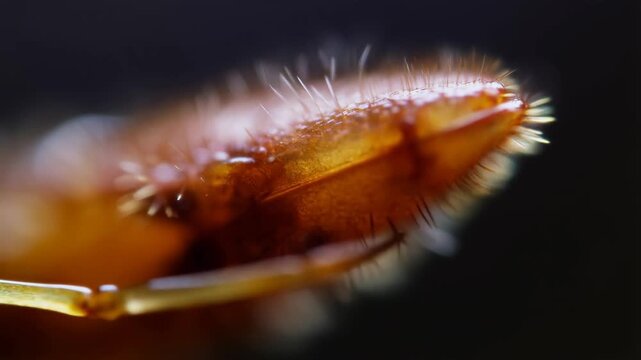 Ant mandible mechanics with hairy segmented orange body parts featuring insect, close-up, extreme close-up with video and arthropod elements for