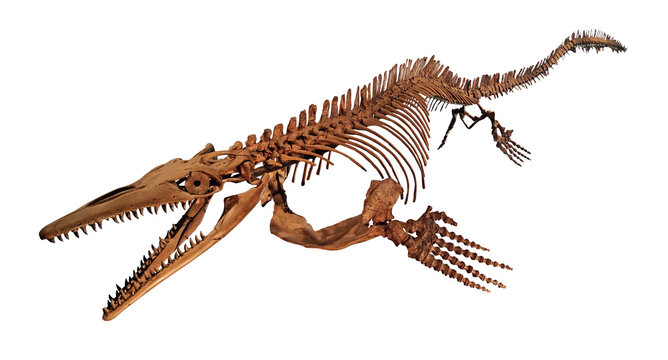 Complete fossilized skeleton of a prehistoric Mosasaur marine reptile featuring large skull with sharp teeth and flippers isolated on a white background for paleontological science 