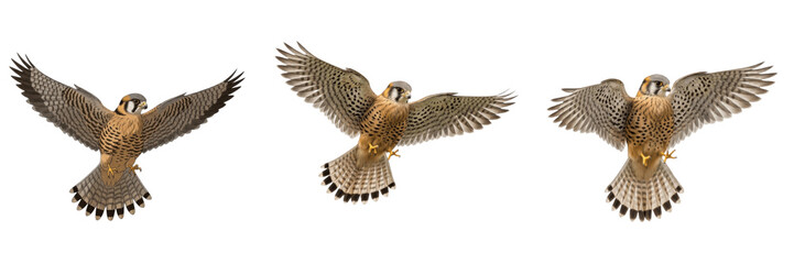Fototapeta premium Set of American kestrels flying in flight isolated on transparent PNG background for wildlife nature collection