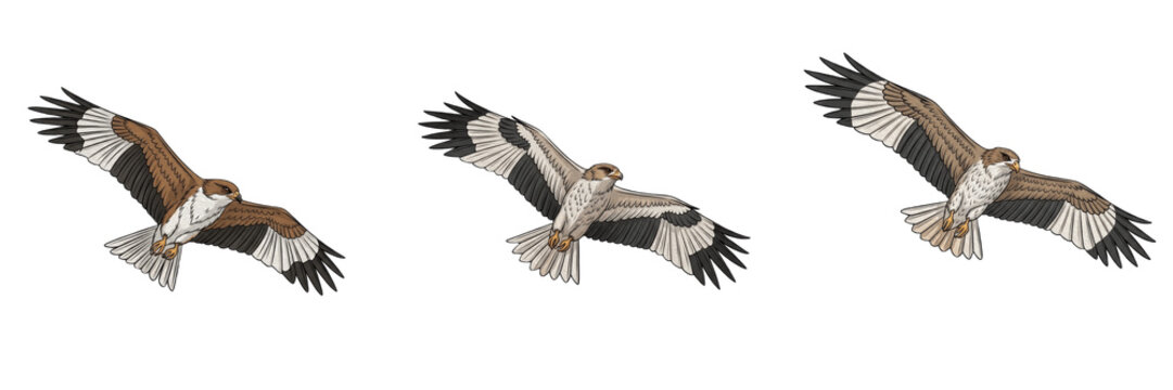 Brahminy kite bird set isolated on transparent PNG background soaring in various high flying poses