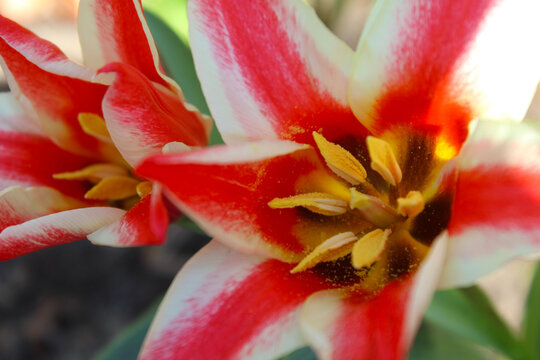 Rust Red Tulip