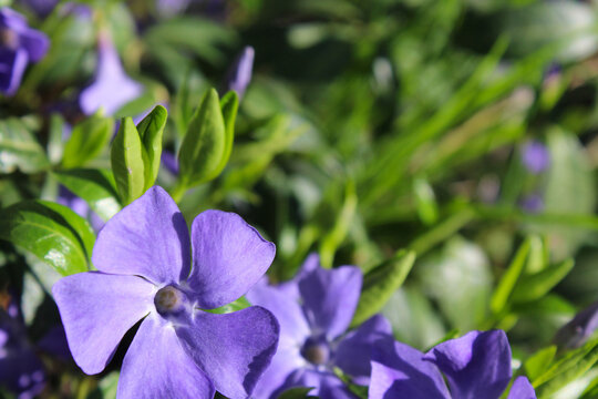 blue periwinkle flowers blooming in spring