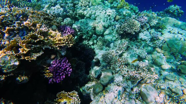 Diver shot reef shows staghorn like and brain corals with vivid purple heads, small orange and black fish, and giant clams in sunlit, clear shallow water.