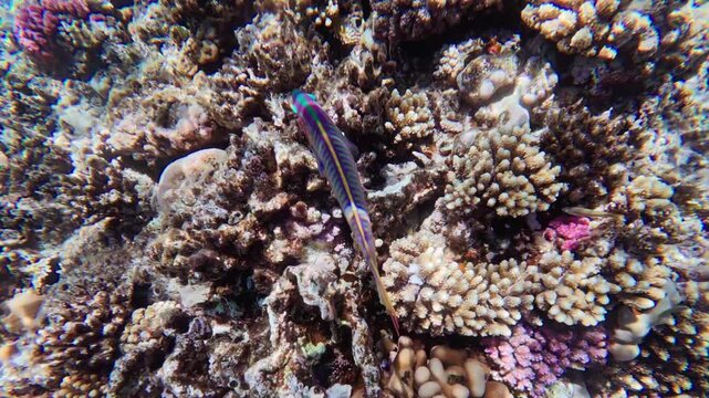 Shallow Red Sea reef off Egypt shows branching and boulder corals. A striped wrasse darts as polyps sway. Pink and purple algae and bivalves sit in crevices.
