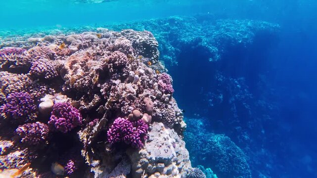 Wide angle underwater sweep in the Red Sea off Egypt shows a steep reef drop off with bright purple corals, small orange fish, and clear daylight from a turquoise surface.