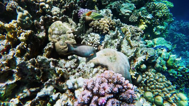 Underwater Red Sea reef off Egypt shows branching, boulder and brain corals, giant clams, surgeonfish, butterflyfish and anthias as the camera glides along a steep wall.