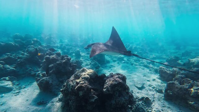 A large ray with a long tail glides over coral heads and sand in the Red Sea off Egypt, skimming coral, dorsal and ventral patterns visible in clear sunlight.