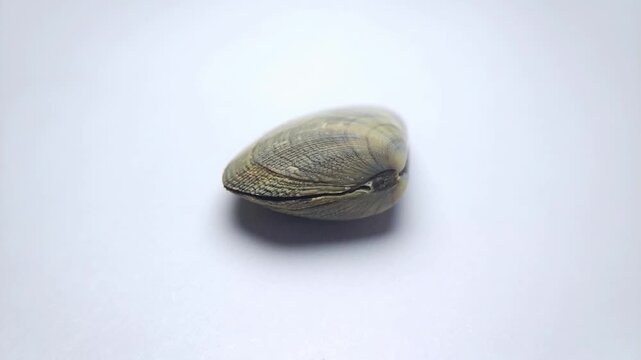 macro video collection of various seashell specimens rotating on clean white background.