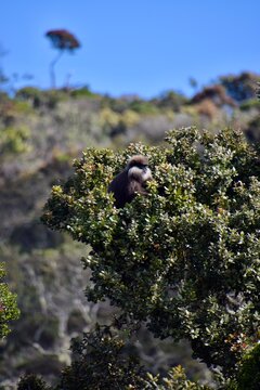 Endemic Purple-faced Leaf Monkey (Semnopithecus vetulus) in a tree at Horton Plains National Park, Sri Lanka