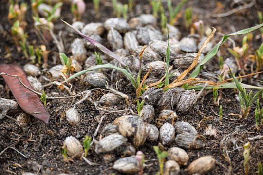 Excremento de animal con semillas visibles en suelo natural