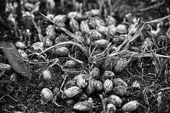 Excremento de animal con semillas de datiles en la tierra