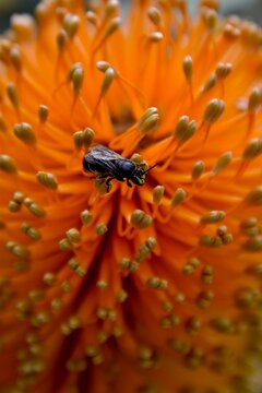 Native Australian Masked Bee (Hylaeus) on an orange banksia flower, Kings Park and Botanic Garden, Perth, Western Australia