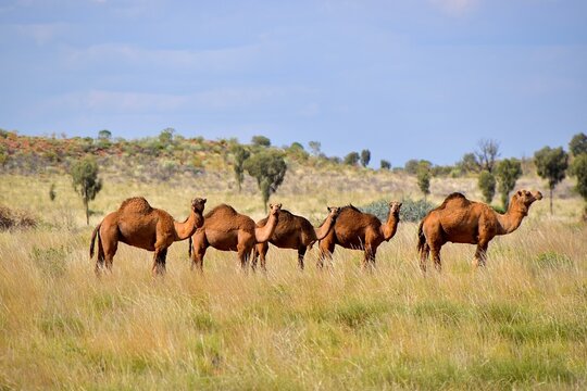 Herd of wild feral camels (Camelus dromedarius) in the outback near Uluru, Northern Territory, Australia