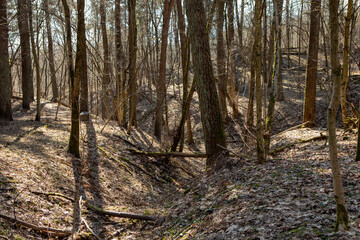 Obraz premium Sunlight Shining Through Dense Spring Forest Landscape In Vilnius Lithuania