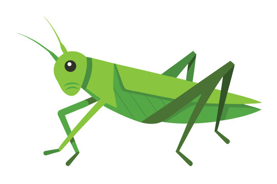 a small grasshopper  flat cartoon design  green to