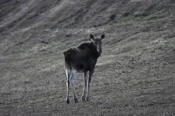 Obraz premium Moose in the spring fields of Warmia, Poland