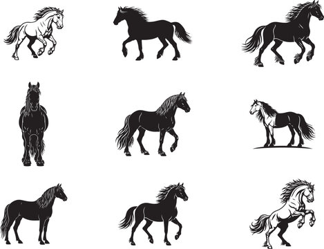 Heavy Feathered Gypsy Horse Walking with Flowing Mane