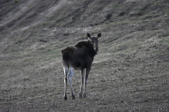 Moose in the spring fields of Warmia, Poland