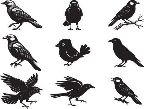 Jackdaw Bird Perched with Dark Feathers and Sharp Beak