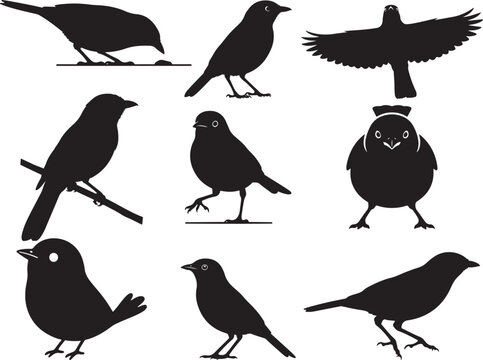 Slender Minivet Bird Perched with Long Tail