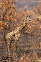 Obraz premium Masai Giraffe Feeding in Burned Savanna area of Akagera National Park Park in Rwanda Africa RWA