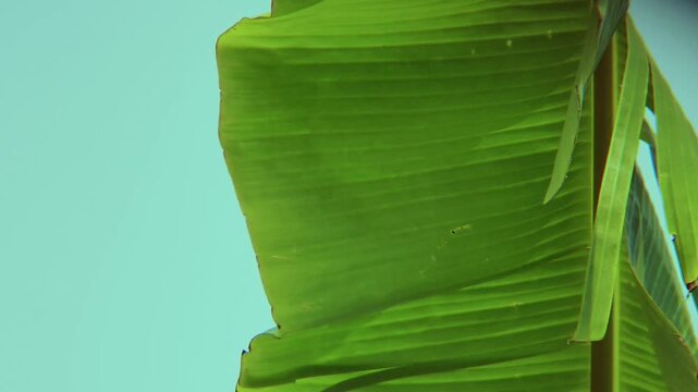 Close up banana leaf texture with vibrant green color natural pattern tropical plant background macro nature footage