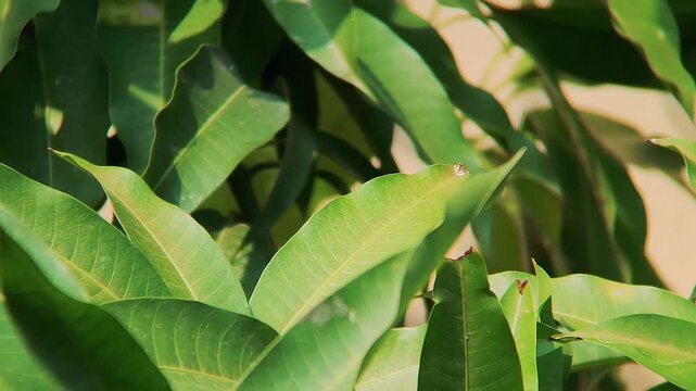 Green Mango leaves close up on tree branch with sunlight natural background plant foliage texture environment fresh botanical video