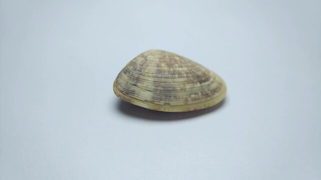 macro video collection of various seashell specimens rotating on clean white background.