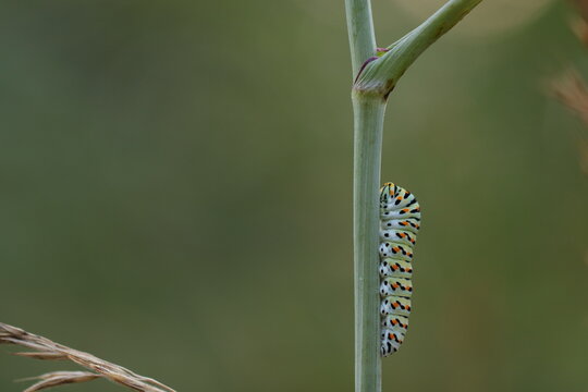 un bruco di farfalla macaone in estate al tramonto