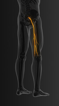 Sciatic Nerve Pain Path Lower Body