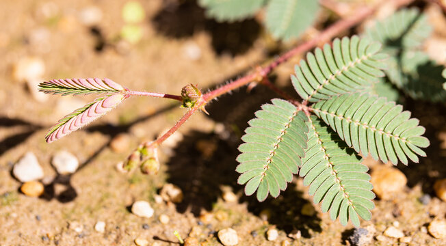 Mimosa pudica sensitive plant with green pinnate leaves growing in sandy soil, close-up of touch-me-not plant showing nyctinastic movement and delicate thorns in natural outdoor sunlight.